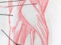 FigureStudies10