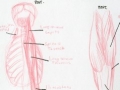 FigureStudies11