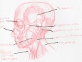 FigureStudies12